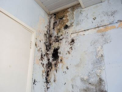 About Holden Black Mold Removal - black mold removal experts in Holden